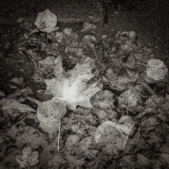 black and white leaves