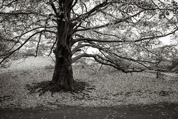 the stately tree, has released its leaves