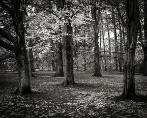 autumn in the park