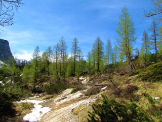 Fototapeta na wymiar larch forest in Julian alps and Triglav national park in Slovenia with leftover snow