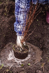 A woman plants a honeysuckle bush into a pit of water close-up