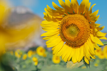 Fototapeta premium Sunflower in the field with daylight and vivid blue sky, Sunflowers also a popular economic crop to bring seeds to be consumed Including the extraction of sunflower oil, popular among health lovers.