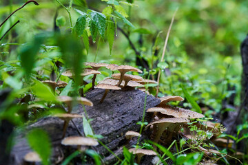 Close up with shallow depth of field a small brown mushrooms growing from a rotten and decomposing piece of wood lying o the ground in a dense and lush green forest, Mindo, Ecuador, South America