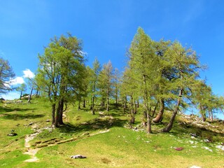 Group of larch trees at Sleme in Julian alps, Slovenia