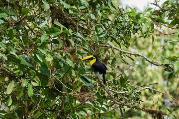Fototapeta premium Beautiful chestnut mandibled toucan or Swainsons toucan, Ramphastos ambiguus swainsonii, a subspecies of the yellow throated toucan, high in a lush canopy of tropical trees in Ecuador, South America