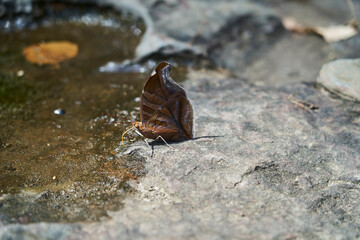 Beautiful butterfly with its wings closed, drinking on the waters edge of Rio Magdalena, Colombia, South America