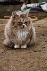 Fluffy grey cat with a stern look outside in the yard close up