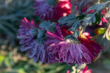 Frozen raspberry chrysanthemum bush with any ingest on petals