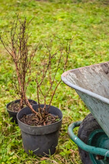 Honeysuckle bushes in plastic pots next to the trolley before landing