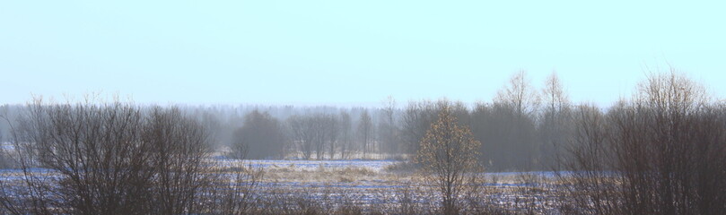 Obraz na płótnie Canvas Foggy winter landscape with bushes and trees, soft daylight