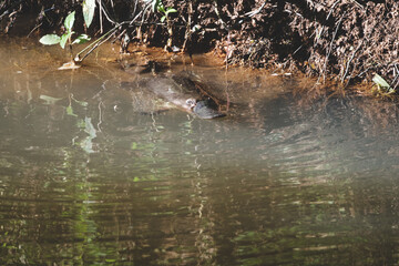 a dog swimming in a body of water
