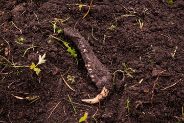 Excavated in the ground part of the animal's mouth with canine