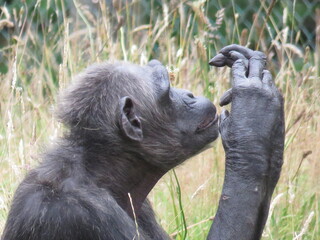 Obraz premium Chimpanzee sitting profile staring and checking it's finger