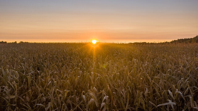 Corn field harvest at sunset © craig
