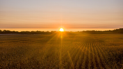 sunset over rows of corn