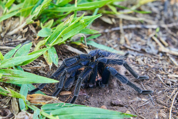 The Colombian lesserblack tarantula, Xenesthis immanis, is a large terrestrial bird spider, with hairy legs and body and a beautiful pattern. 