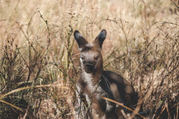 a kangaroo in a field