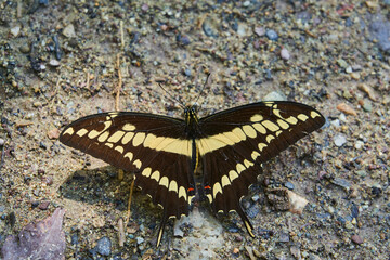 Fototapeta na wymiar Beautiful black and yellow butterfly with its wings spread wide open, sitting on the ground, Colombia, South America