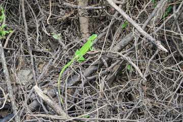 Very colorful green iguana lizard with a long tail sunbathing in bushes in Colombia, South America