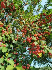 European spindle (Euonymus europaeus) in park.