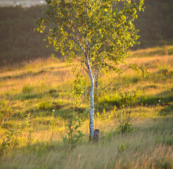 Young birch tree among the grass in the morning