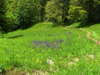 Grassland with purple blooming meadow clary or meadow sage (Salvia pratensis) and a forest behind