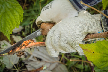 Woman cuts with a knife raspberries under the root