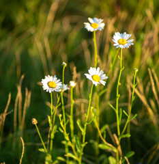 Chamomile flowers in the morning among green grass