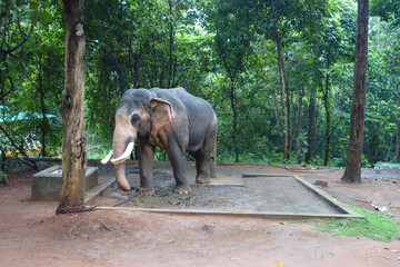 Fototapeta na wymiar Elephant at Abhayaranyam Zoo in Kerala
