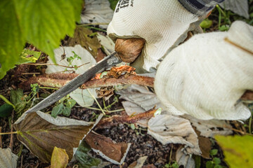 Knife-cutting raspberry bushes on a frosty day