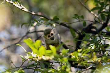 Capuchin monkey on a tree among the leaves