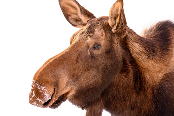close up of female moose snow on face 