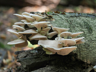 The Pale Oyster (Pleurotus pulmonarius) is an edible mushroom