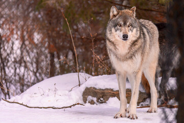 wolf standing and looking at camera in winter snow