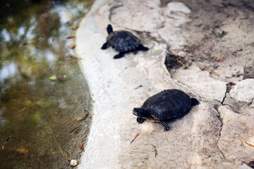 Aquatic turtles near the pond