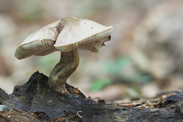 The Deer Shield (Pluteus cervinus) is an edible mushroom