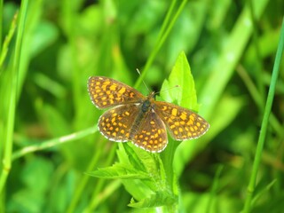 Duke of Burgundy butterfly