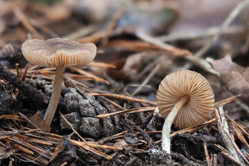 The Wrinkled Shield (Pluteus phlebophorus) is an inedible mushroom