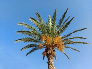 Date palm crown on a background of blue sky.