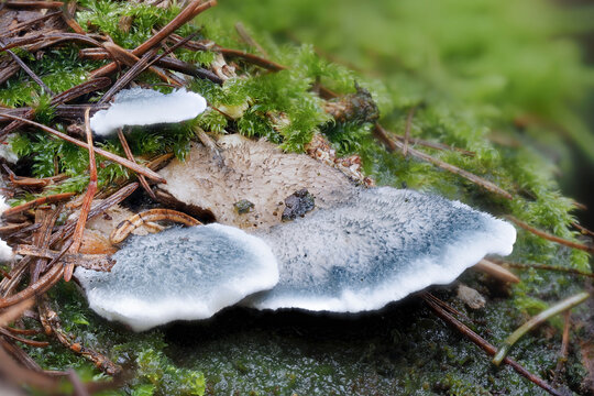 The Conifer Blueing Bracket (Postia caesia) is an inedible mushroom
