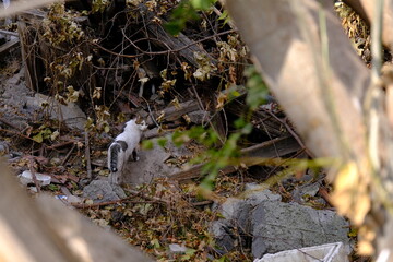 stray cat wandering in a wrecked field.