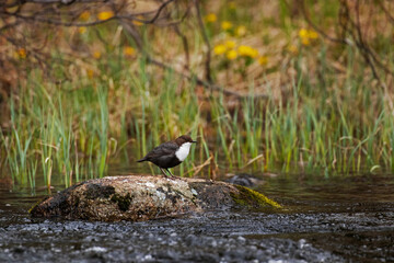 White-throated dipper Cinclus cinclus standing on a rock by the river rapids in springtime Finland, Northern Europe.