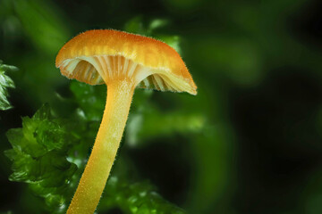 The Orange Mosscap (Rickenella fibula) is an inedible mushroom
