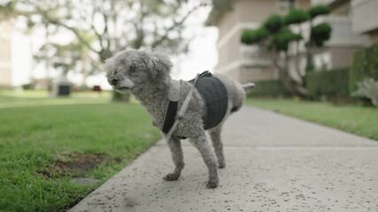 3-legged gray toy poodle takes a walk.