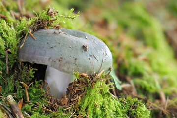 The Charcoal Burner (Russula cyanoxantha) is an edible mushroom