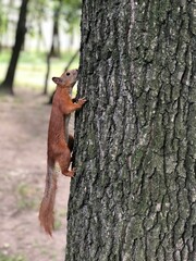 squirrel 3
