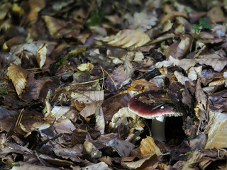 The genus Russula are edible and inedible mushrooms