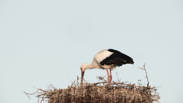 white stork nest -germany