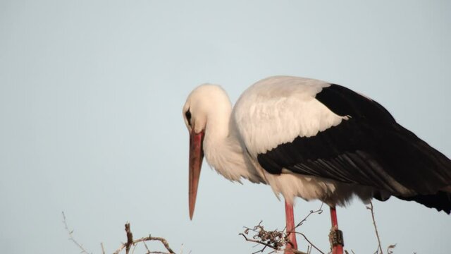 white stork nest -germany