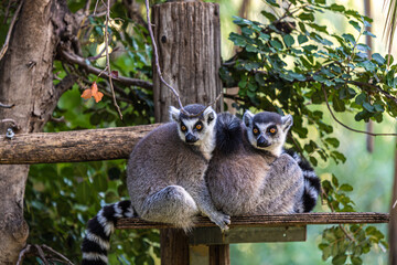 Fototapeta premium lemur on tree